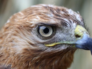 eagle, Bird, Head