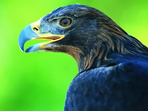 eagle, nose