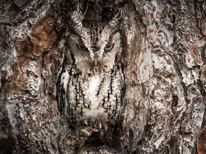 Camouflage Eagle Owl, owl, trees