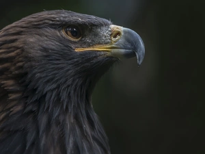 Eagle Front, profile