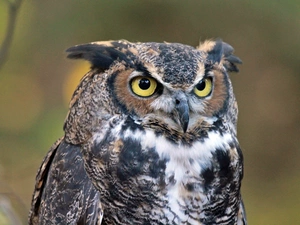 eagle-owl, rapprochement