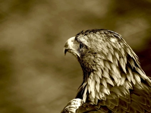 eagle, sepia