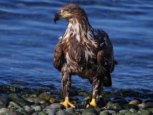 wet, water, Stones, eagle
