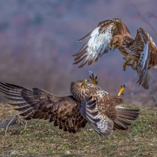 Two cars, Golden Eagles, Fight, birds