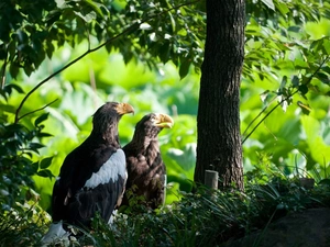 forest, Two cars, Eagles