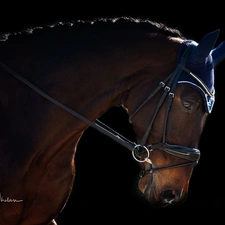 Black, background, gear, ear-piece, Horse