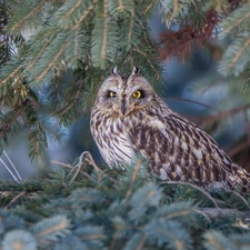 Twigs, needle, Short-eared Owl, trees, owl