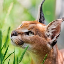 Caracal, Eyes, ears, grass