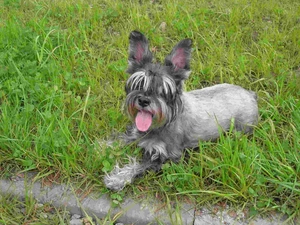 miniature Schnauzer, posed, ears