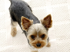 The look, York, ears