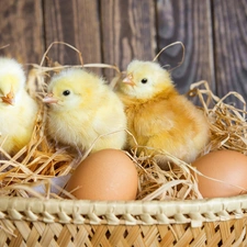 chickens, eggs, Easter, basket