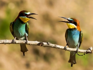 twig, birds, bee-eater, Two cars