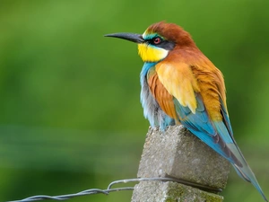 post, Coloured, bee-eater