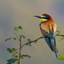 twig, Bird, bee-eater