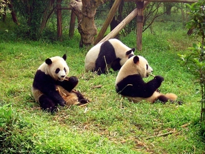 Three, bamboo, pandas, eaters