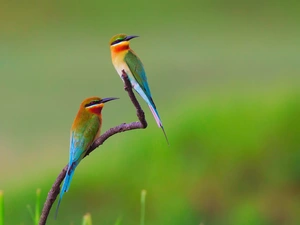 twig, Two, Bee-eaters