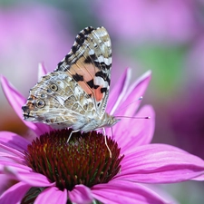 Painted Lady, Colourfull Flowers, echinacea, butterfly