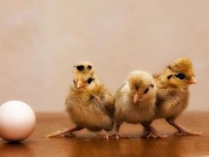 egg, Three, chickens