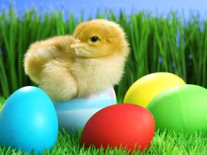 eggs, Easter, chicken