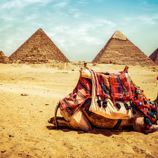 Giza, Egypt, Pyramids, Desert, Camel