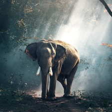 viewes, light breaking through sky, forest, trees, Elephant