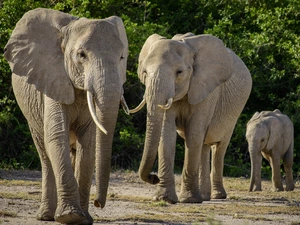 folks, Elephants, baby elephant