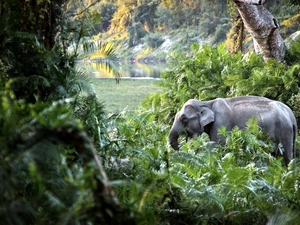 Elephant, jungle