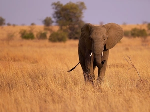 Elephant, savanna