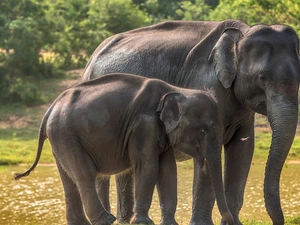 Elephant, Big, small