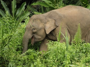 elephant, tropic