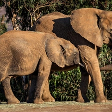 baby elephant, Two cars, Elephants