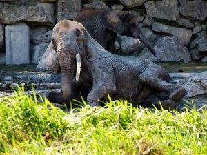 Elephant, zoo