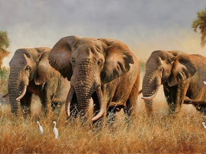 Elephants