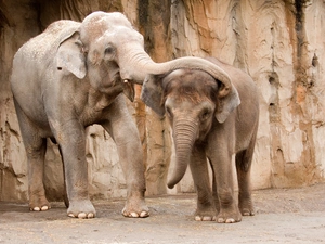 Elephants