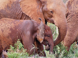 Elephants, baby elephant