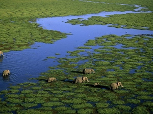 flock, River, pool, elephants