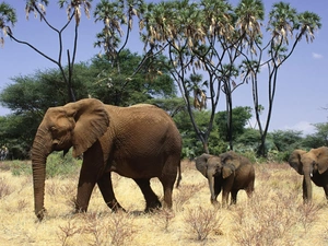 folks, savanna, Africa, elephants