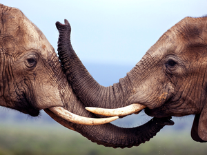 head, canines, trumpet, elephants