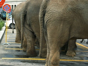 Elephants, parking