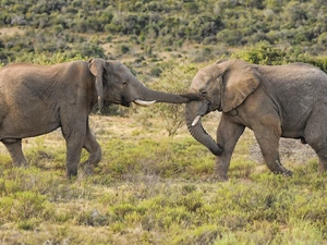 Plants, Two cars, Elephants