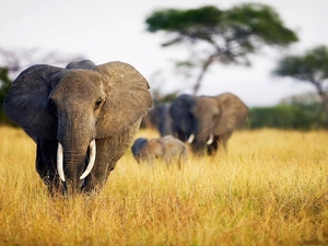 Elephants, savanna