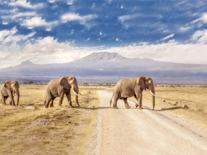 savanna, Africa, Way, Elephants