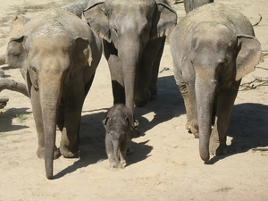 Three, small, elephant, Elephants