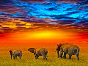 Three, west, sun, Elephants