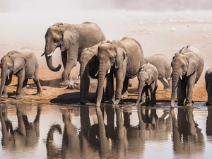 Elephants, water