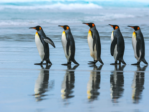 Emperor Penguins