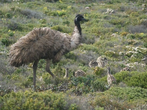 ostrich, chick, Plants, Emu