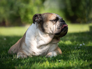 lying, English Bulldog, Tounge, dog