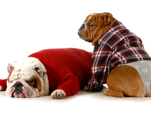 clothes, Funny, Dogs, English Bulldogs, Two cars