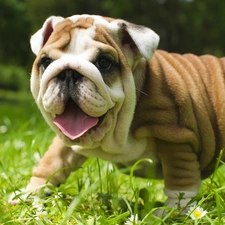 grass, dog, English Bulldog